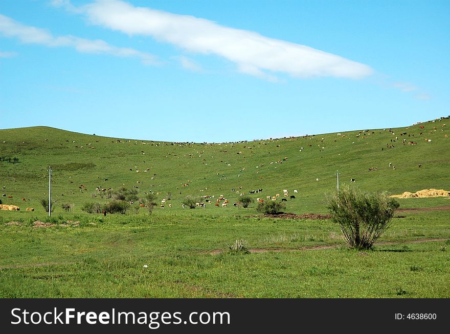 Beautiful blue sky and white clouds of cattle and sheep on the grasslands. Beautiful blue sky and white clouds of cattle and sheep on the grasslands