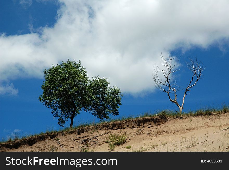 It is withered and luxuriant under the blue sky and white cloud