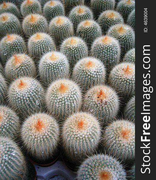 A group of cactus at nursery