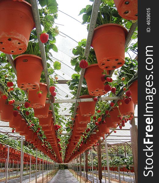 Row of strawberry plants Growing strawberries.