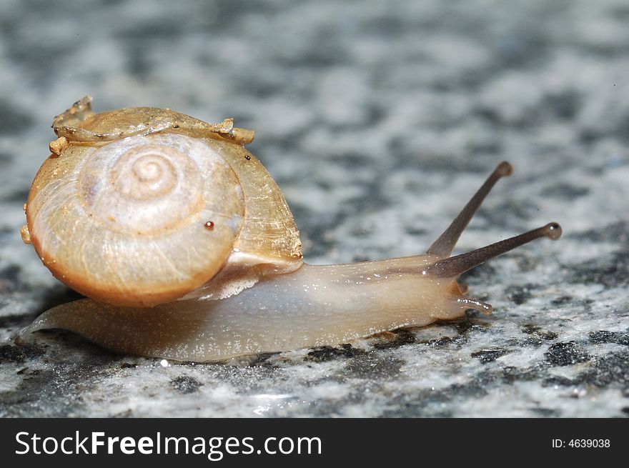 Close up of snails on the ground.