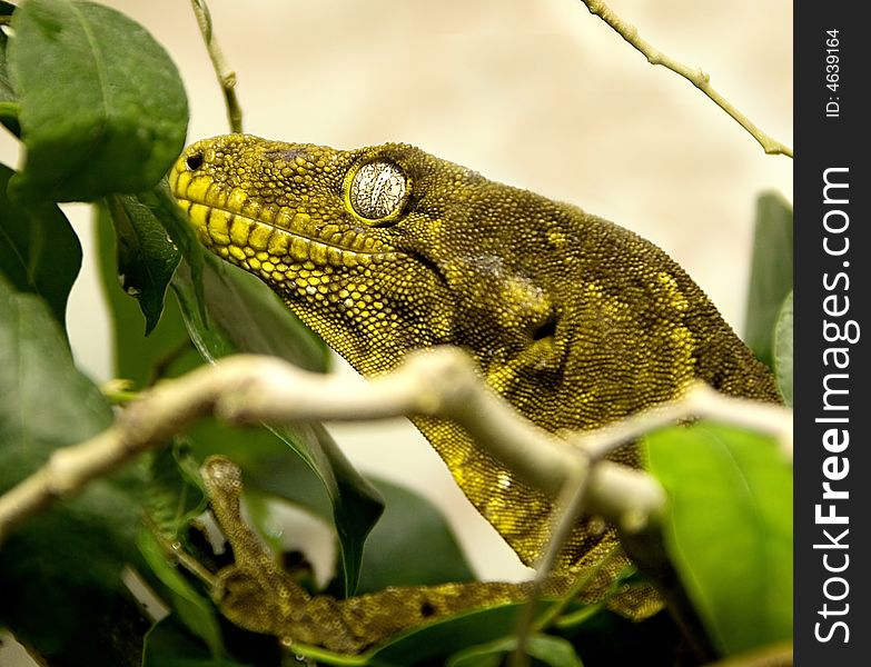 Head of New Caledonian giant gecko between the branches. Head of New Caledonian giant gecko between the branches