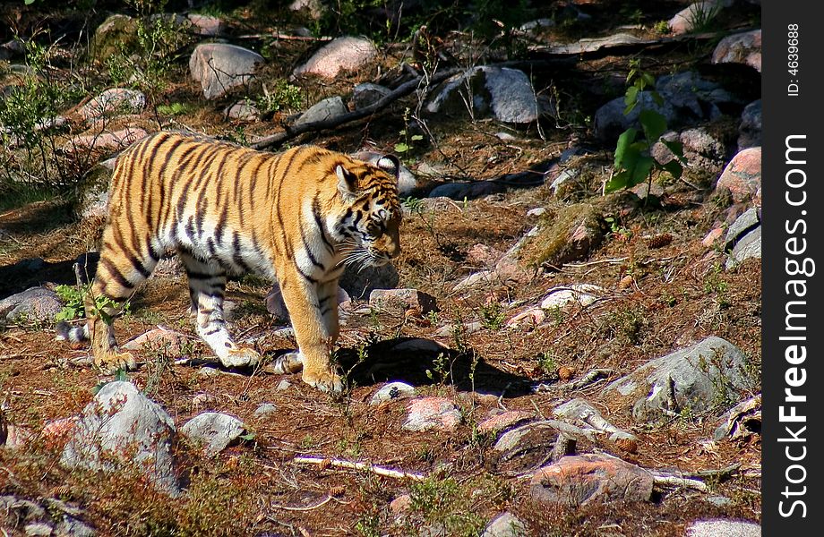 Tiger on the move