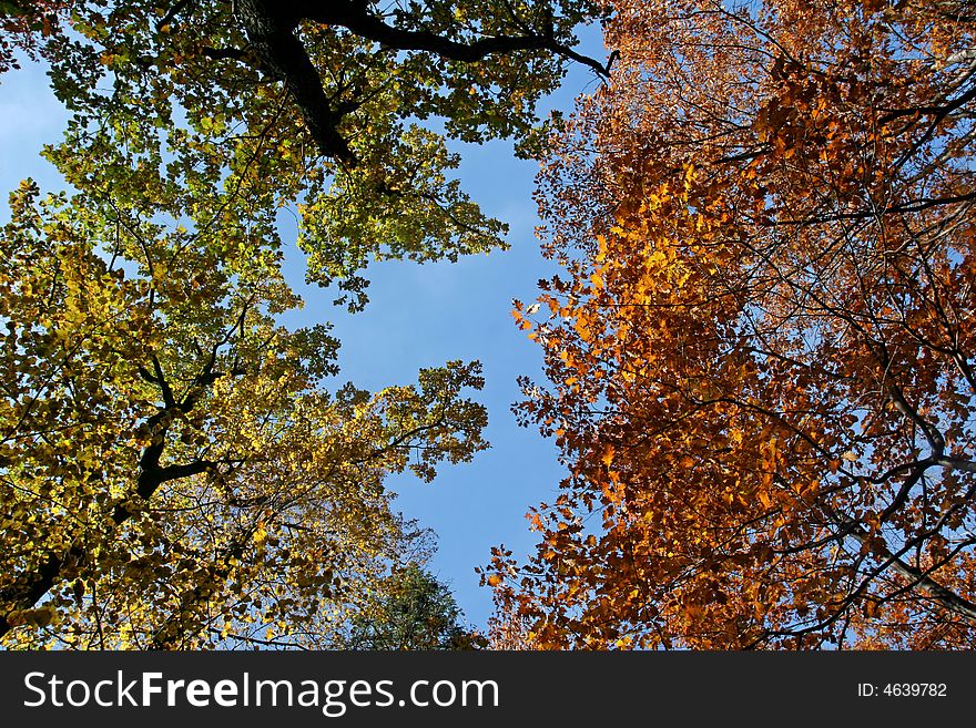 Colorful trees on the blue sky background