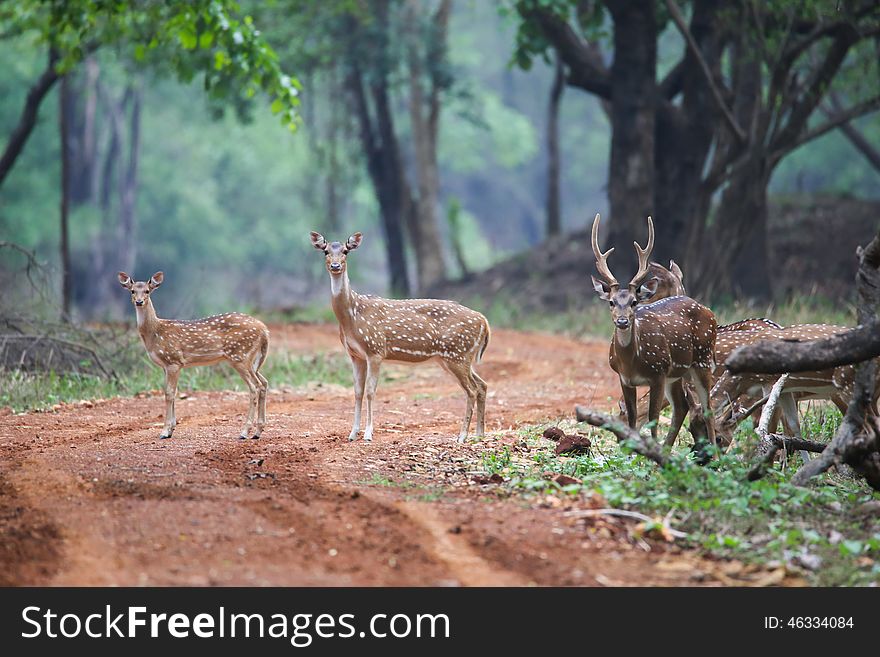 Spotted deer pair standing in a forestnCanon 350mm f6 ISO 400 1/1250. Spotted deer pair standing in a forestnCanon 350mm f6 ISO 400 1/1250