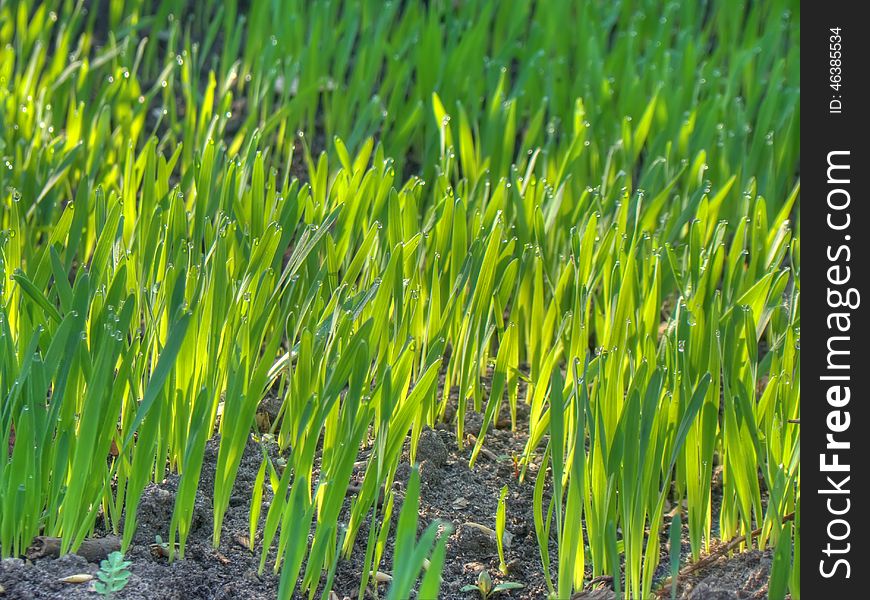 Background of dew drops on bright green grass in the morning. Background of dew drops on bright green grass in the morning.