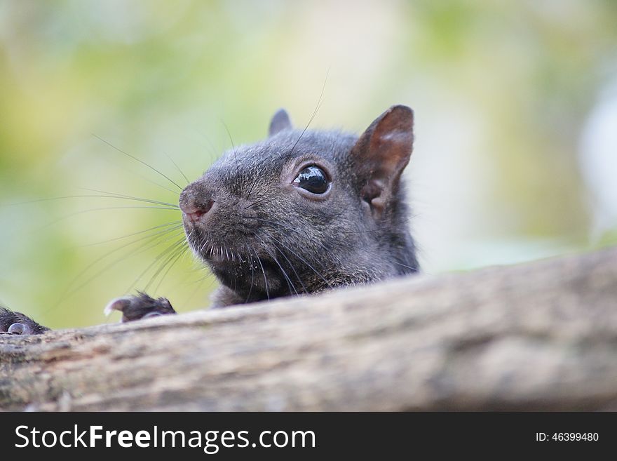 Close up (head shot) of black squirrel peaking his face over a log. Close up (head shot) of black squirrel peaking his face over a log.