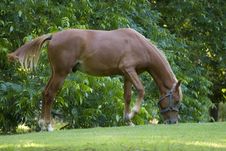 Horse Royalty Free Stock Image