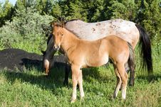 Quarter Horse Foal And Mare Royalty Free Stock Photo Quarter Horse Foal And Mare Royalty Free Stock Photo