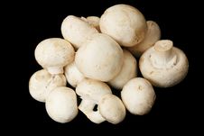 Fresh Field Mushrooms Royalty Free Stock Photography Fresh Field Mushrooms Royalty Free Stock Photography