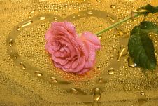 Pink Rose With Water Drops Stock Photo Pink Rose With Water Drops Stock Photo