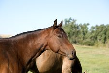 Bay Quarter Horse Mare Royalty Free Stock Image