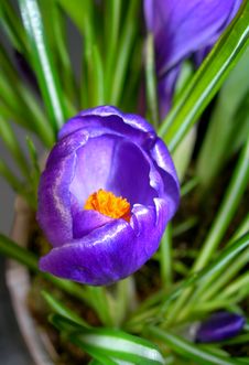 Crocus Stock Image Crocus Stock Image