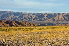 Desert Wildflowers In Death Valley-MAR1308_3708 Royalty Free Stock Image Desert Wildflowers In Death Valley-MAR1308_3708 Royalty Free Stock Image