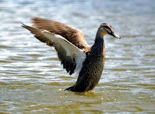Wild Duck 3 Royalty Free Stock Image Wild Duck 3 Royalty Free Stock Image
