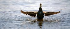 Wild Duck 4 Stock Photography Wild Duck 4 Stock Photography