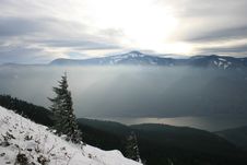 Lone Tree On Snowy Slope Royalty Free Stock Images