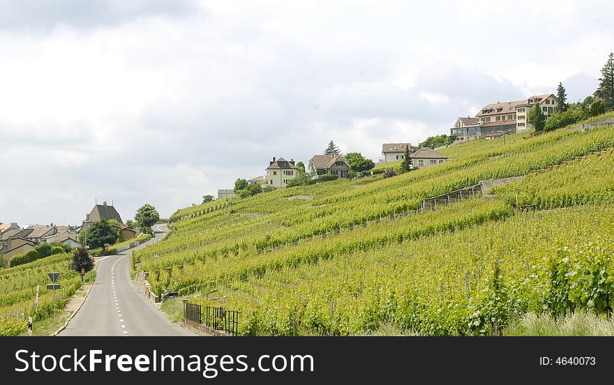 Un paysage de vigne typiquement suisse. Un paysage de vigne typiquement suisse