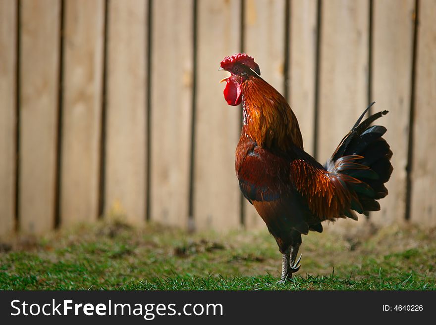 Rooster near wooden wall on the grass