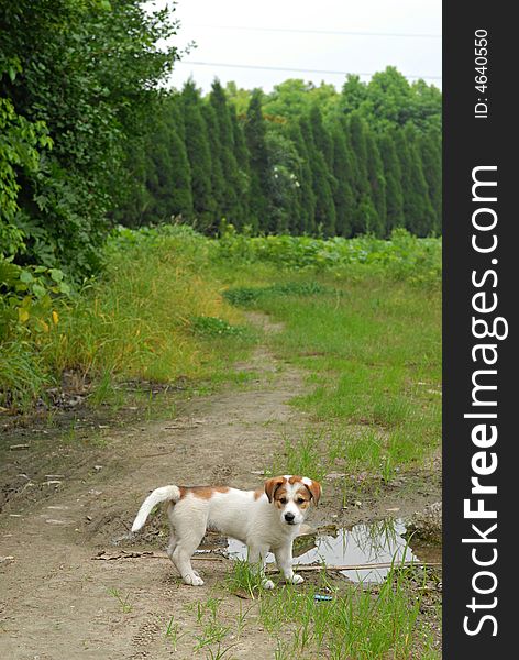 A cute puppy's outgoing on the mud road