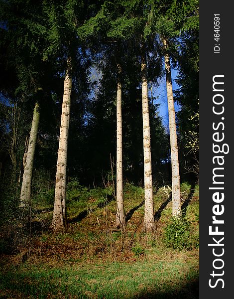 Pines trunks and green grass in the forest