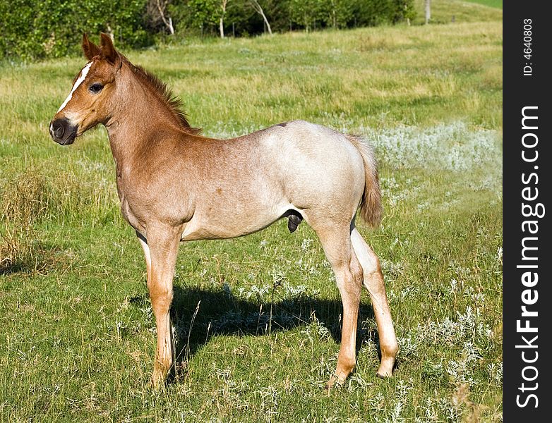 Red roan quarter horse foal in gren pasture