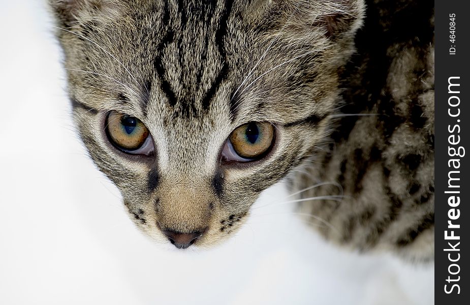 Cat Looking From Below