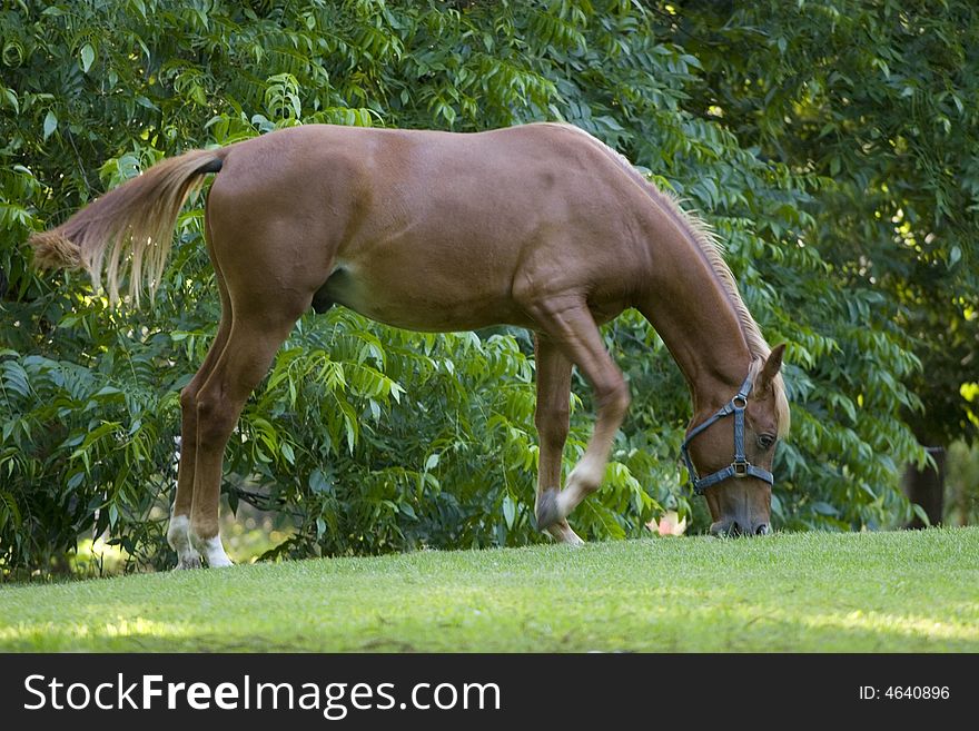 Horse on a green meadow