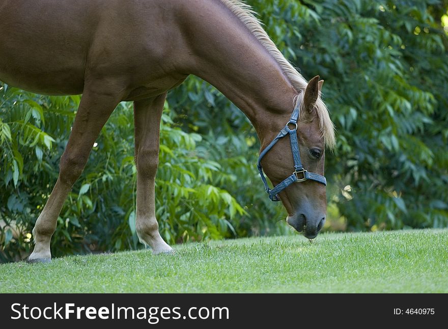 Horse on a green meadow