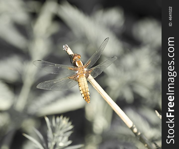 Beautiful dragonfly isolated from background. Beautiful dragonfly isolated from background