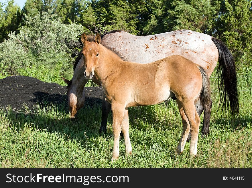 Quarter horse foal and mare