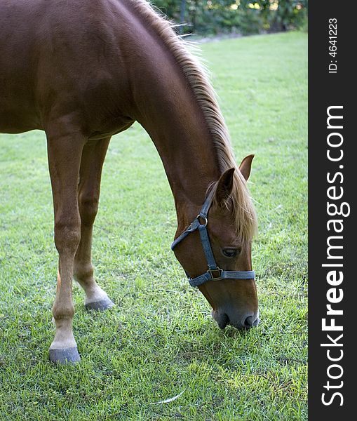 Horse on a green meadow