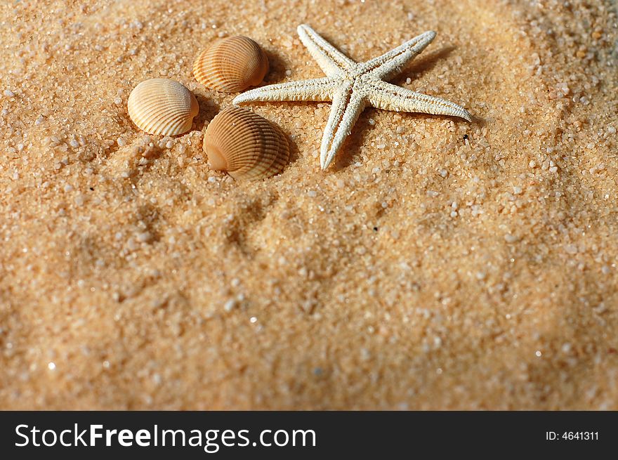 Starfish and seashells on the golden sand in sunlight