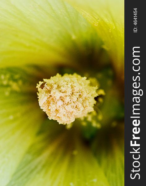 Macro of amazing flower stamen with blurred background and high key colors. Macro of amazing flower stamen with blurred background and high key colors