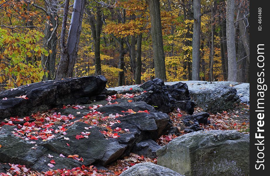 Forest scenes in New England in the fall. Forest scenes in New England in the fall