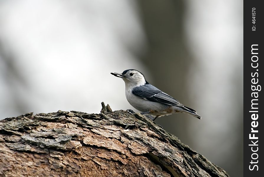 White-breasted nuthatch perched on a tree with a seed in its beak