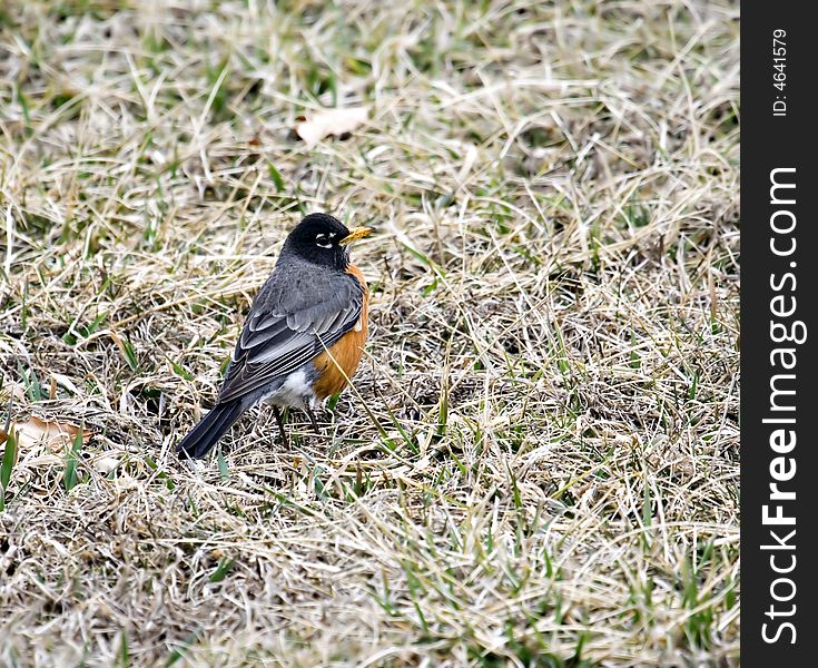 American robin in the grass