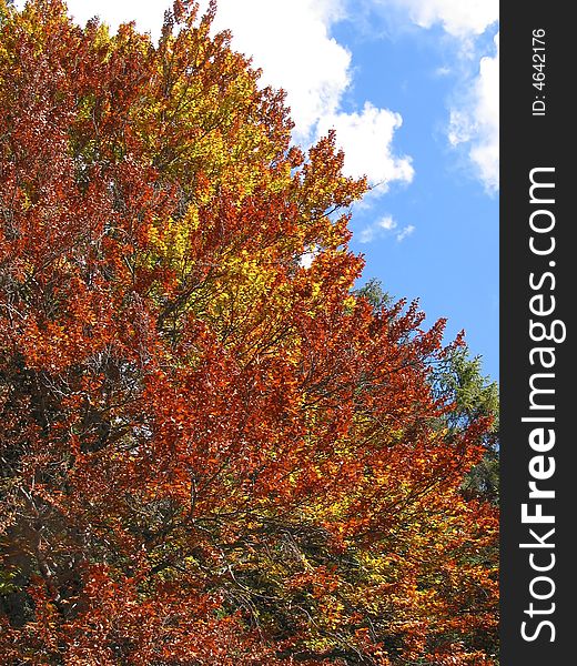 Tree on top of a mountain in Tirol, Austria. Tree on top of a mountain in Tirol, Austria