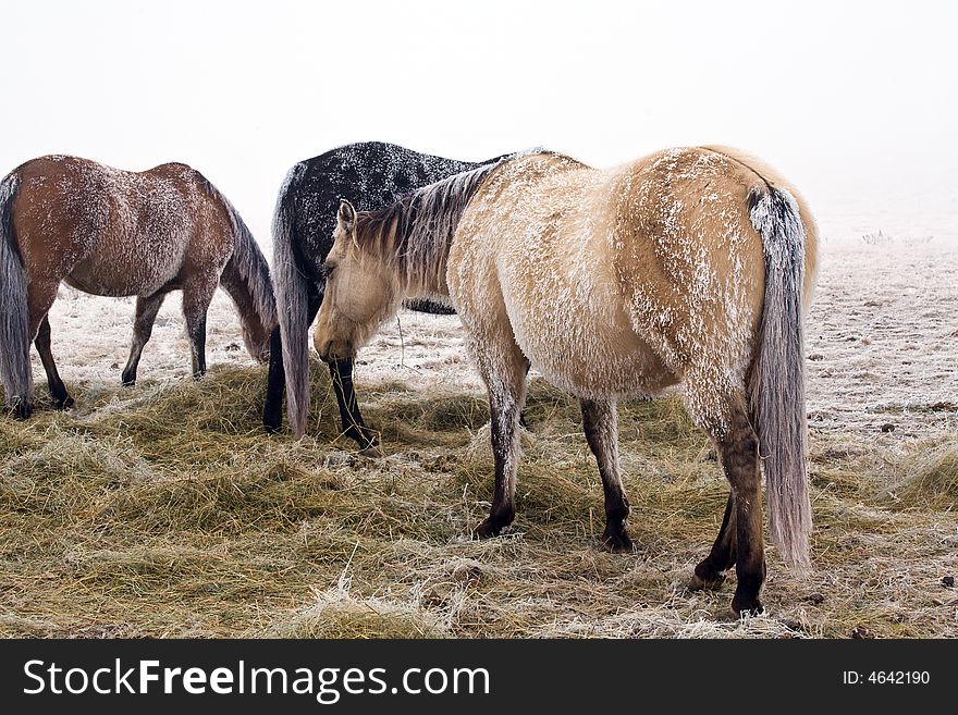 Horses in winter with frosty hair. Horses in winter with frosty hair