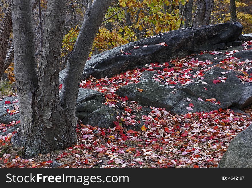 Forest scenes in New England in the fall. Forest scenes in New England in the fall