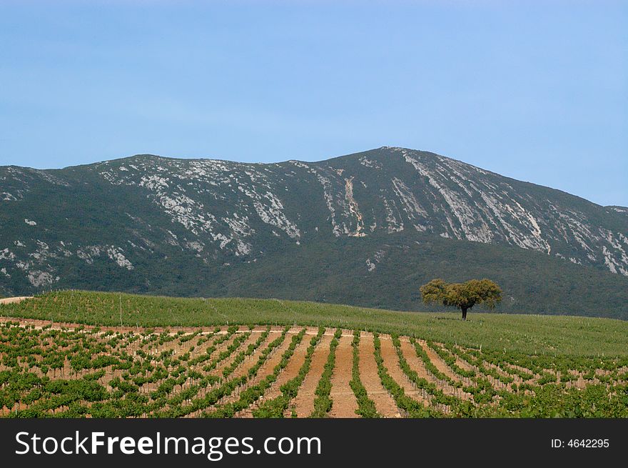 Landscape with a solitaire tree between the vineyard and the mountain in Arrabida, Portugal. Landscape with a solitaire tree between the vineyard and the mountain in Arrabida, Portugal
