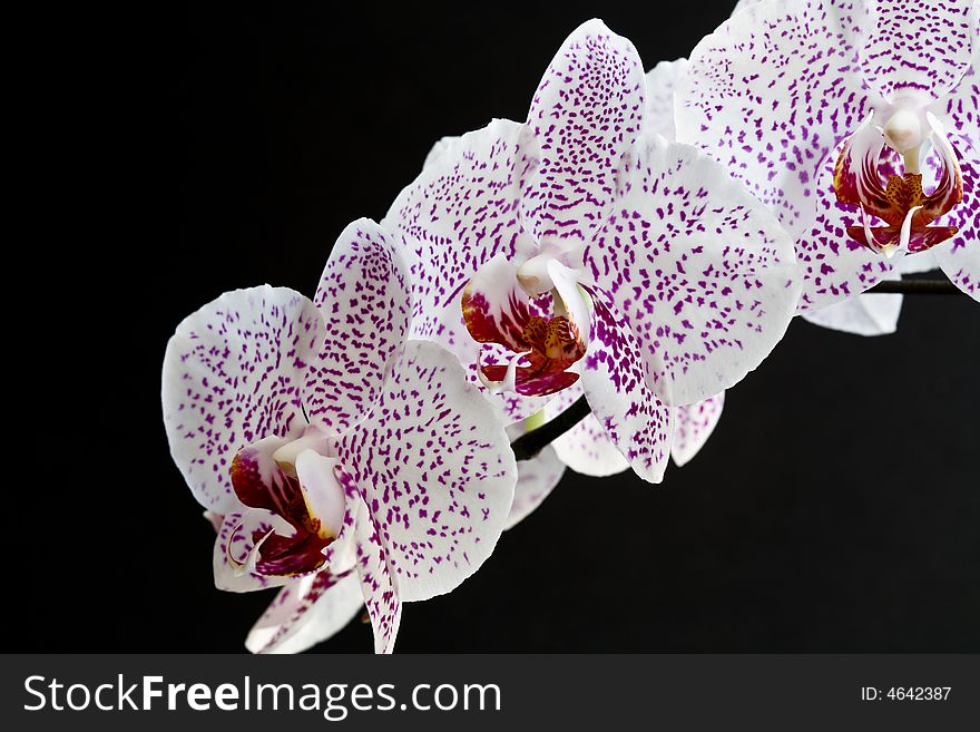 Flower series: flower of orchid over black background