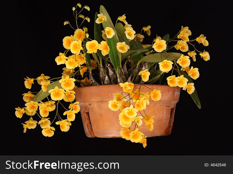 Dendrobium lindleyii (sin agregatum) from asiatic species. Dendrobium lindleyii (sin agregatum) from asiatic species.