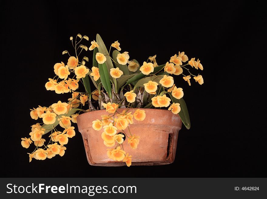 Orchid: Dendrobium Plant