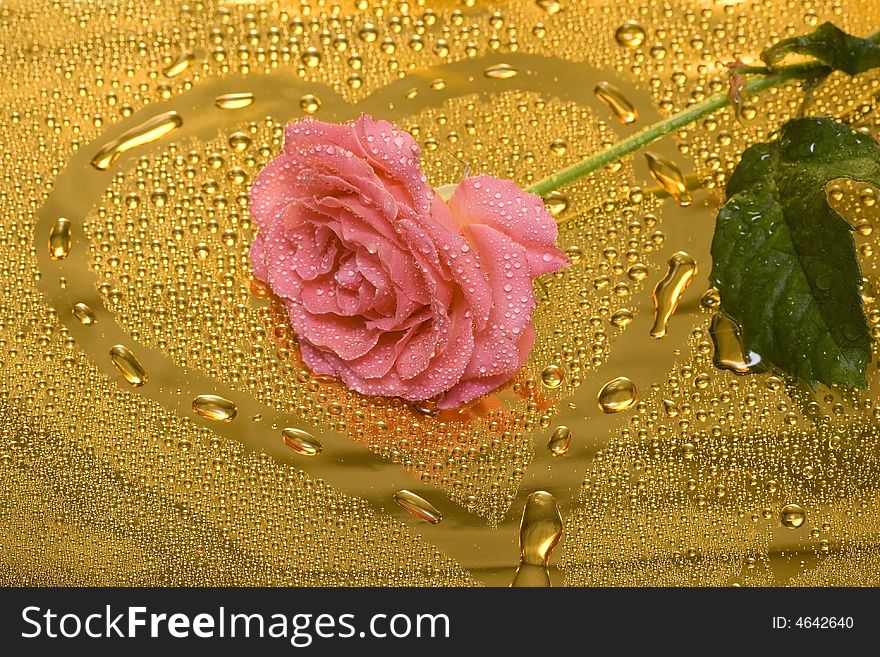 Pink rose with water drops