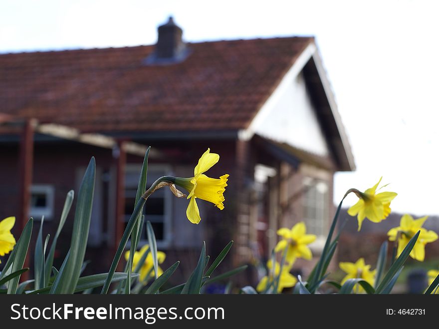 Narcis in bloom with vague house in the background. Narcis in bloom with vague house in the background