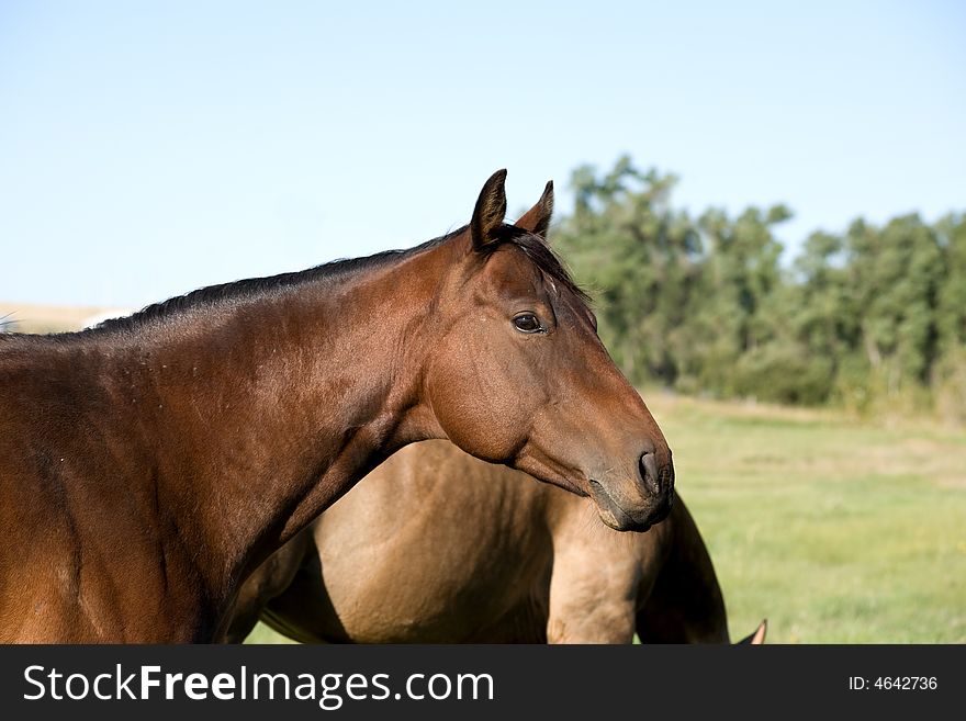 Bay quarter horse mare in green pasture