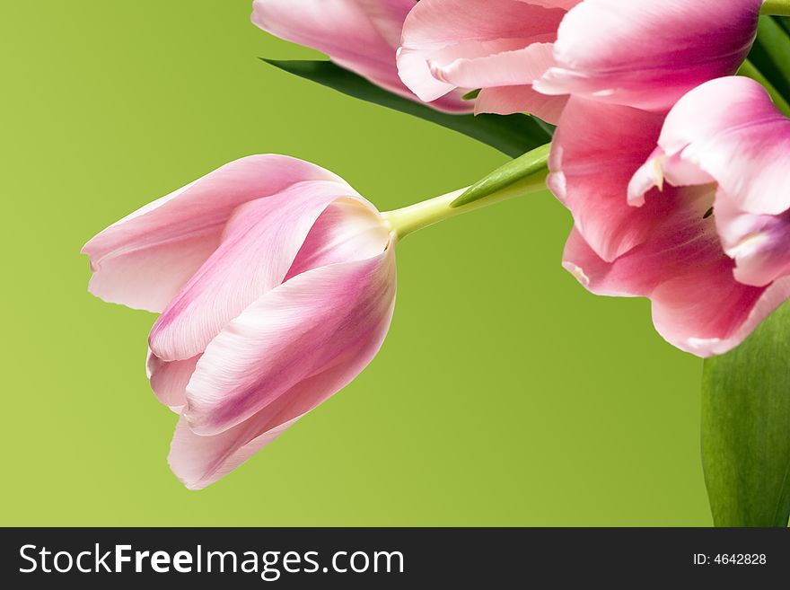 Pink tulips over green background