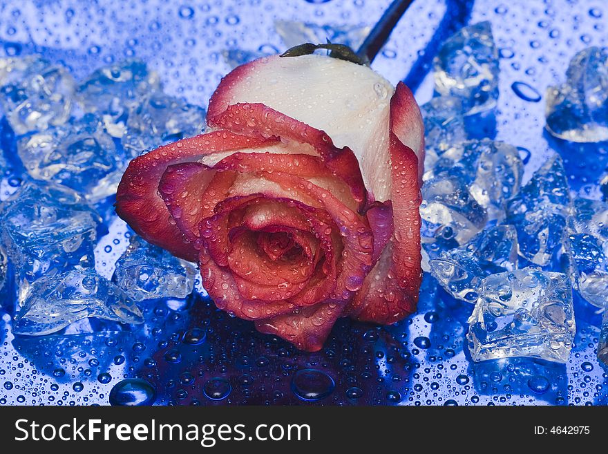 Ice with rose on blue background