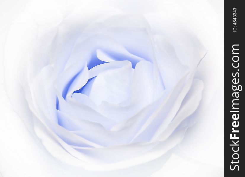 Close up of blue rose